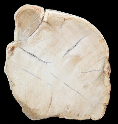 Petrified Wood (Araucaria) Slice - Madagascar #41393